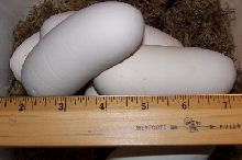 Louisiana pine snake eggs