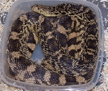 2002 Pituophis ruthveni (JG3)