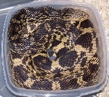 Pituophis ruthveni male (DB03)