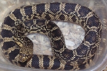 2008 keeper female