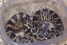 2008 keeper male
