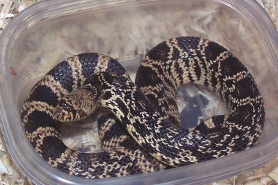 2008 keeper male