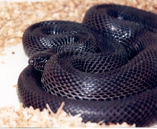 black pine snake
