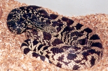 Louisiana pine snake male (TV1)