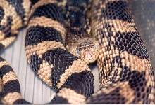 Louisiana pine snake