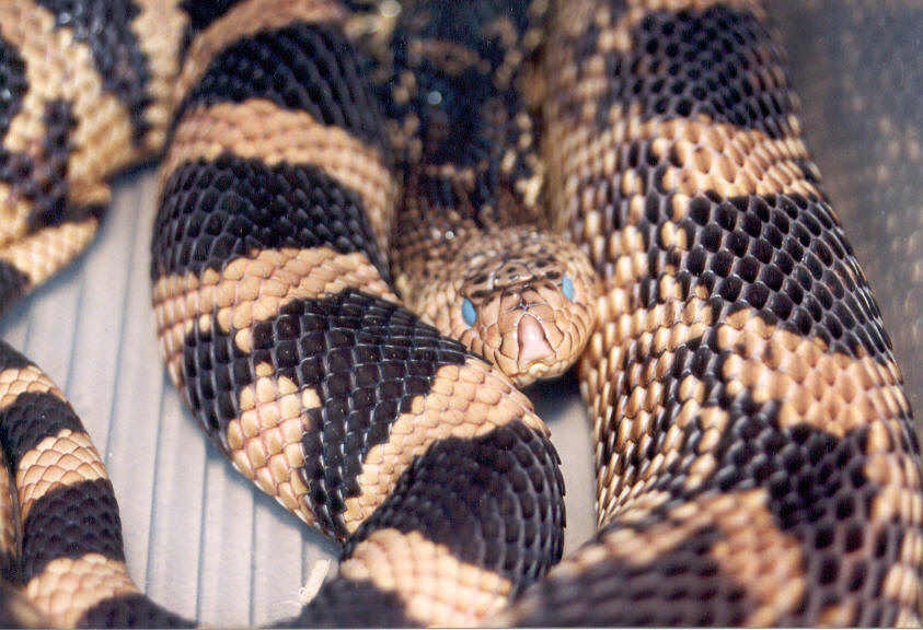 Louisiana pine snake