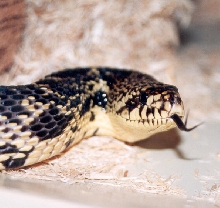 Louisiana pine snake female (TV1)