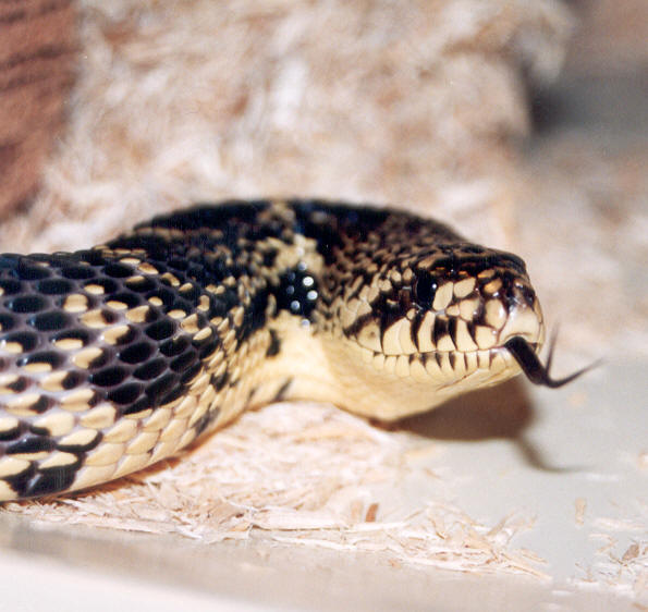 Louisiana pine snake female (TV1)
