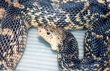 louisiana pine snake (TV2)