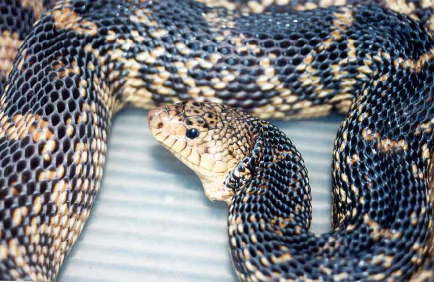 louisiana pine snake (TV2)