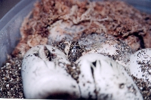 Louisiana pine snake hatching