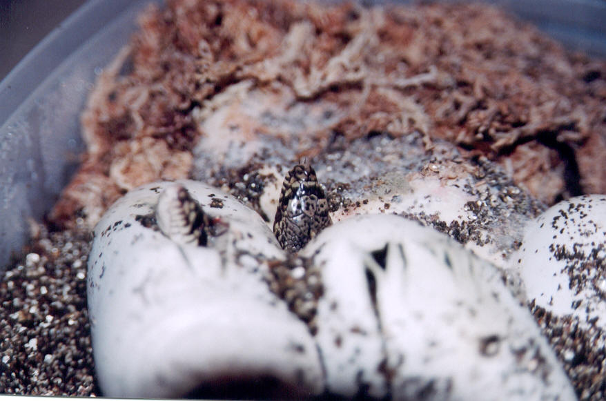 Louisiana pine snake hatching
