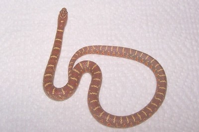 lavender albino het white side brooksi