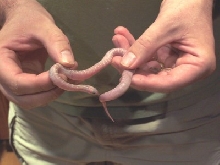 whiteside hypo brooks king
