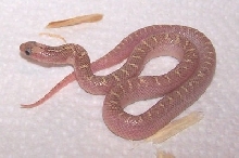 white side hypo brooksi