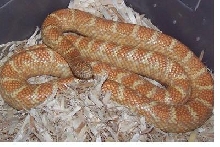 extreme orange albino female brooksi