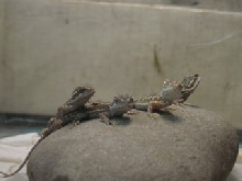 hatchling dragons