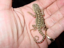 Curly tail