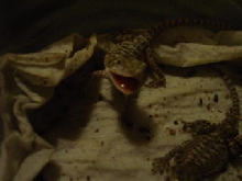 bad baby beardie