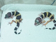 My first hatchlings!