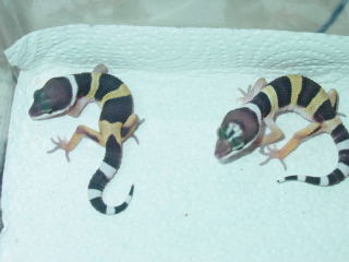 My first hatchlings!