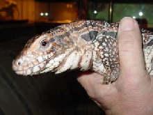 Loiosh