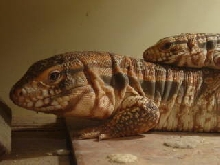 red tegus