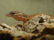 baby ackie