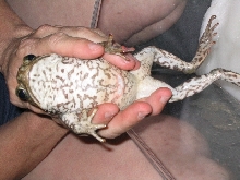 Marine Toad