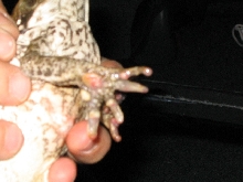 Marine Toad Toes