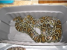 Baby - burmese python