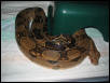 Duncan - Adult Female Bci