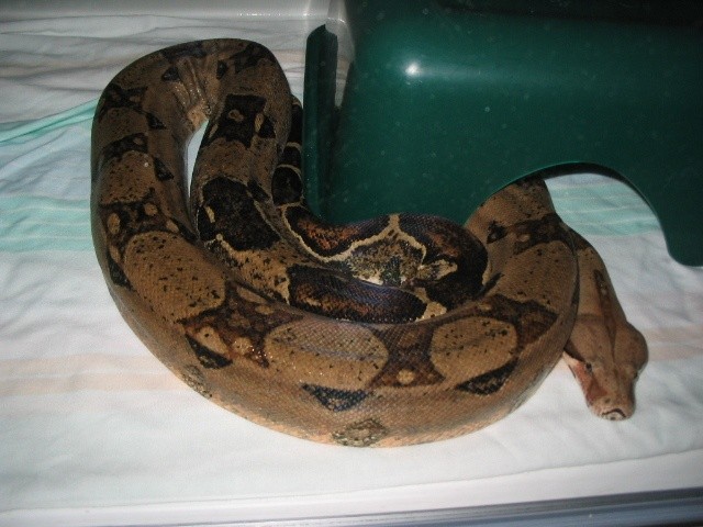 Duncan - Adult Female Bci