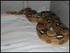 Hiss - Adult Male Bci