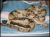 Annabelle - striped boa 2002
