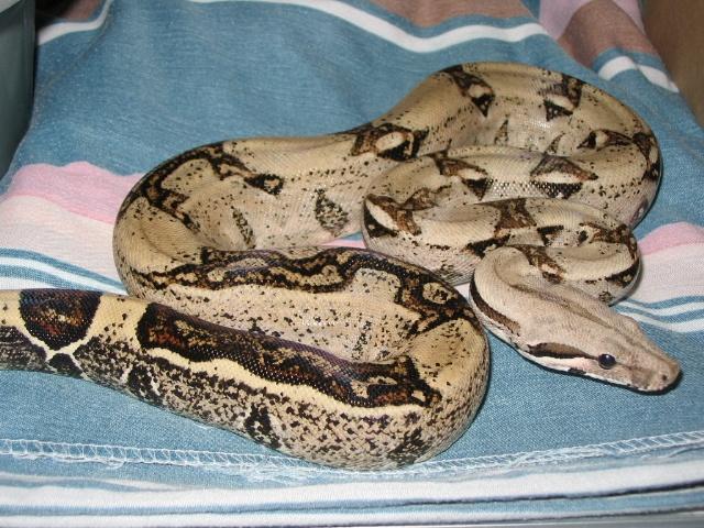 Annabelle - striped boa 2002