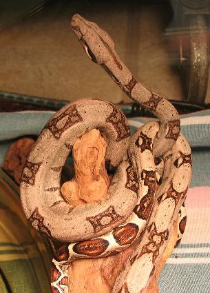 04 boa litter