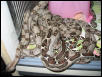 Boa Litter 2004