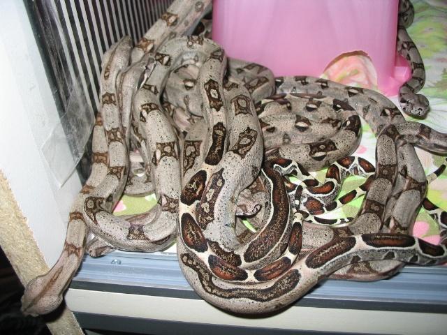Boa Litter 2004