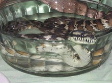 Button - carpet python