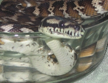 Button - closeup