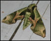 Green Moth