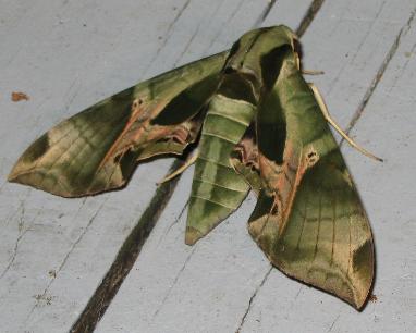 Green Moth