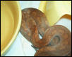 Jasmine - Solomon Island Ground Boa