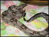 Boa Baby 2004 litter