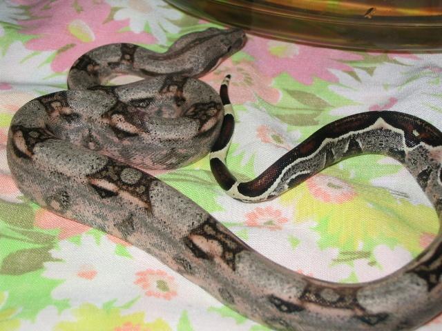 Boa Baby 2004 litter