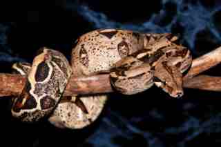 baby boa