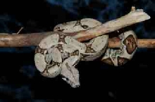 baby boa