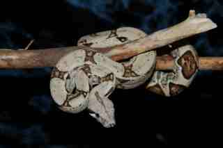 baby boa