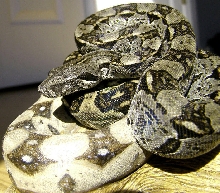 Same Longicauda Male 2005